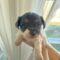 Alfie