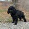 Riggs