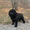 Riggs
