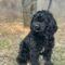 Riggs
