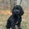 Riggs