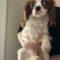 Tobie
