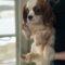 Tobie