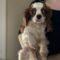 Tobie
