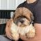 Hagrid