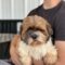 Hagrid