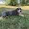 Millie