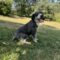 Millie
