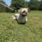 Ollie
