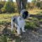 Maxwell