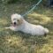 Phoebe